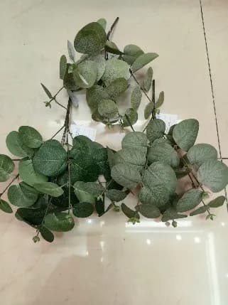 小5叉欧洲金钱叶