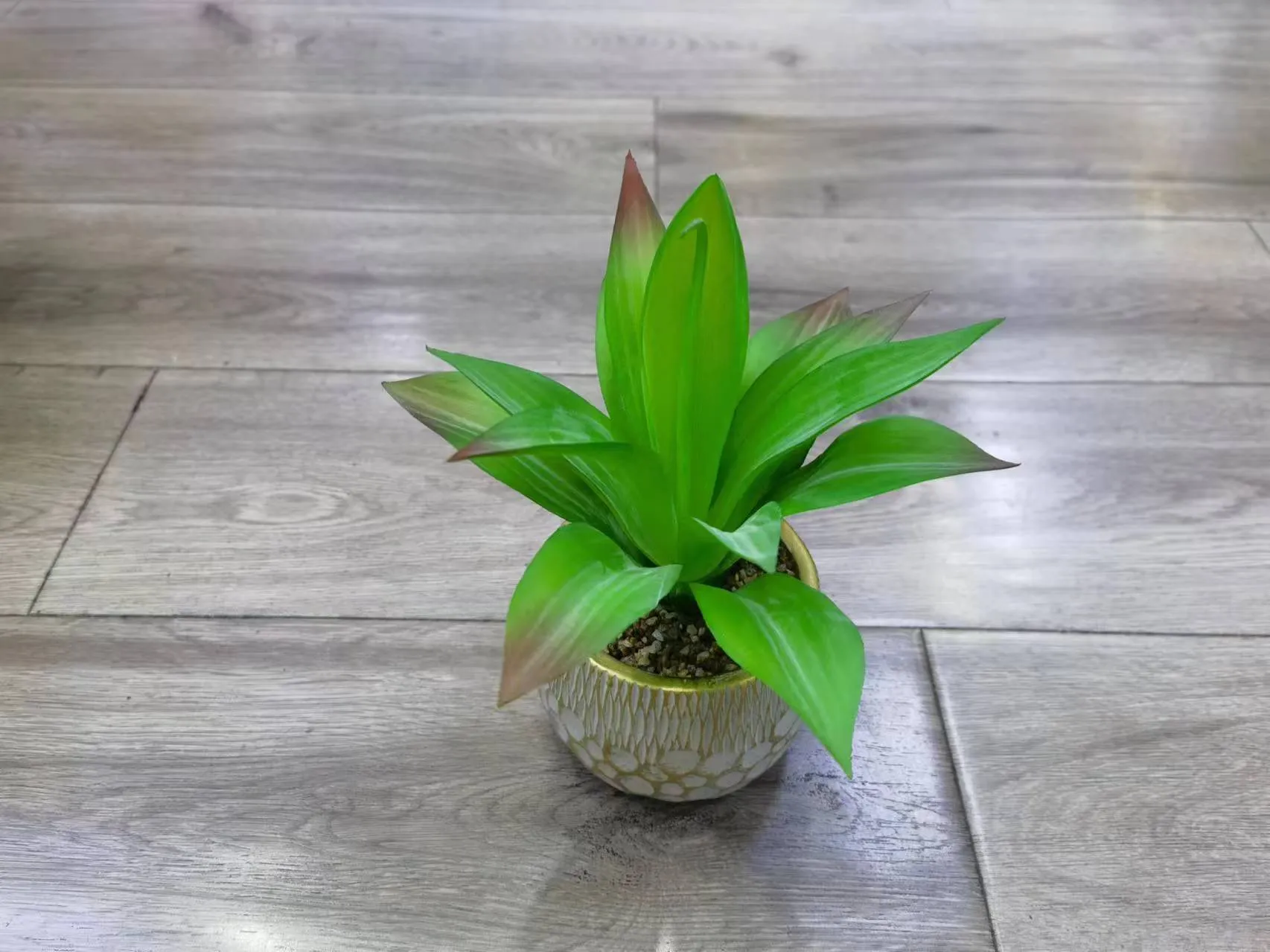 新龙舌兰
2.5号球盆