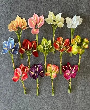 7头胶片水草郁金香