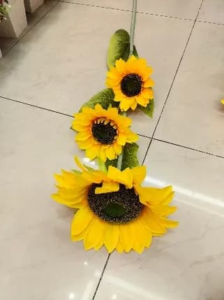 小5头向日葵 分装