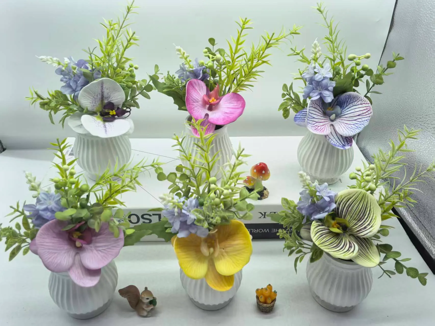 26-008新莺草菊木兰