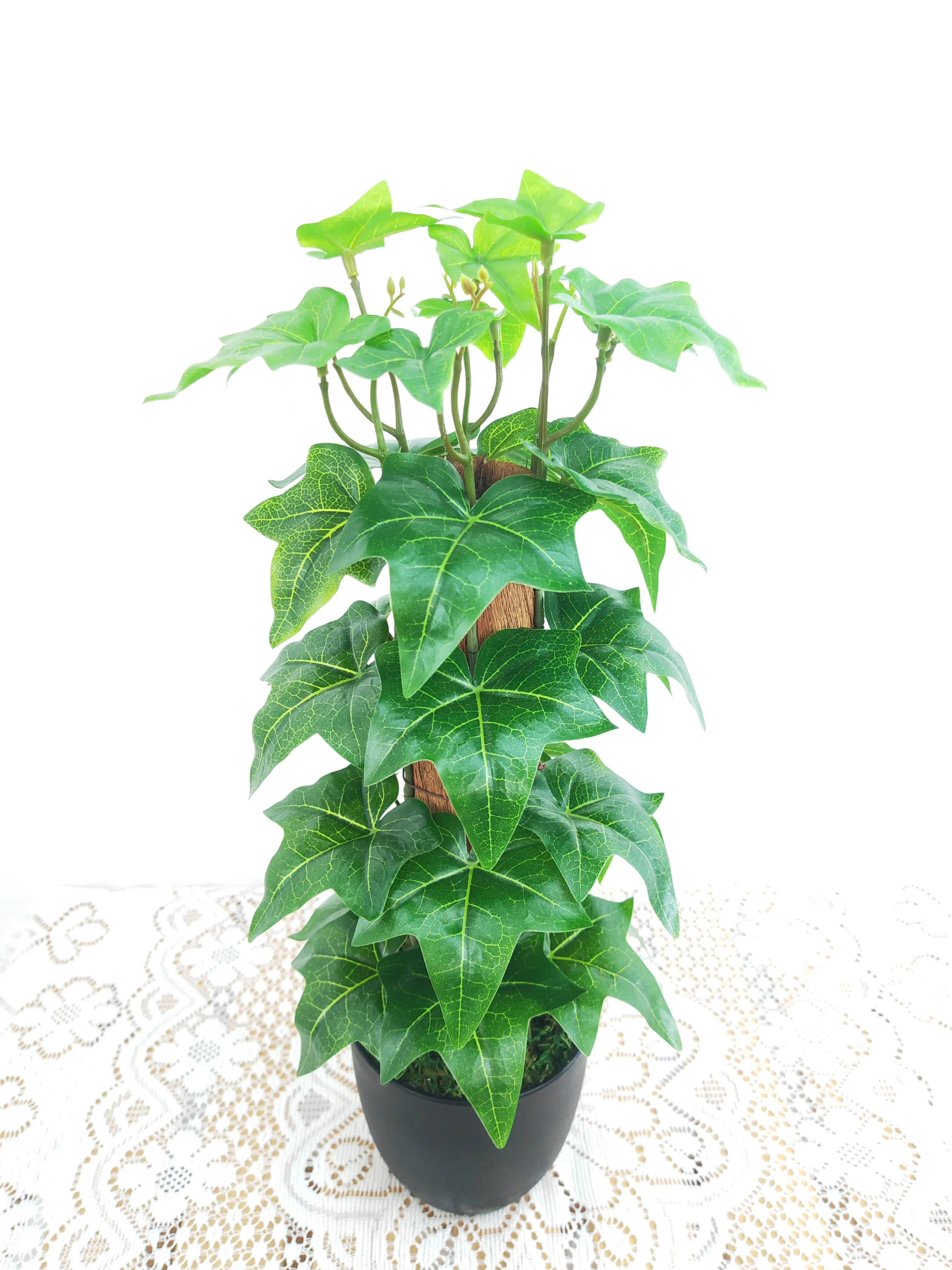 塔形龟背叶
深绿