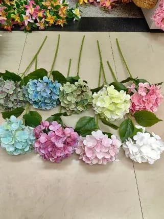 6头手捧皇家牡丹