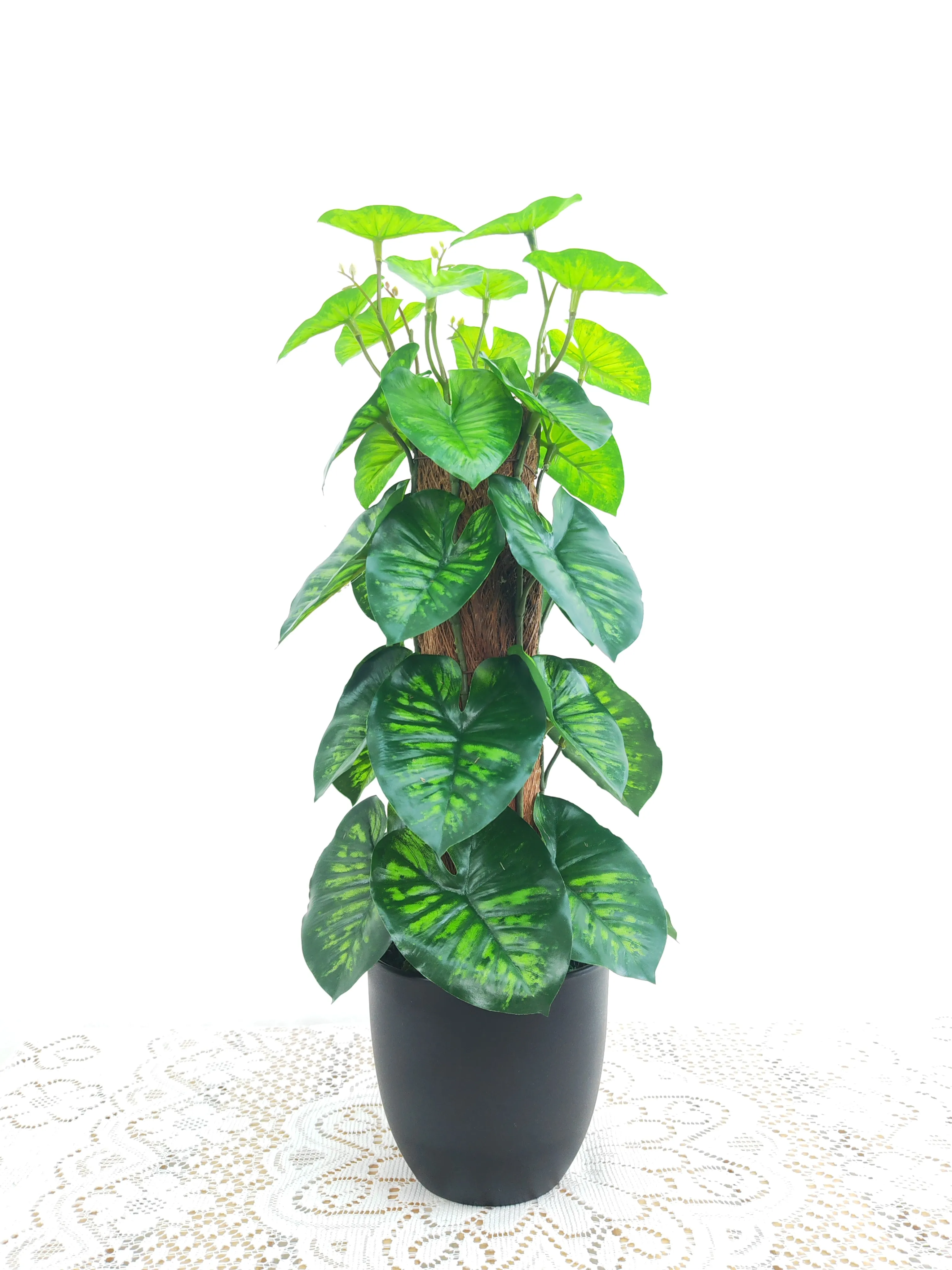 塔形万年青
绿色