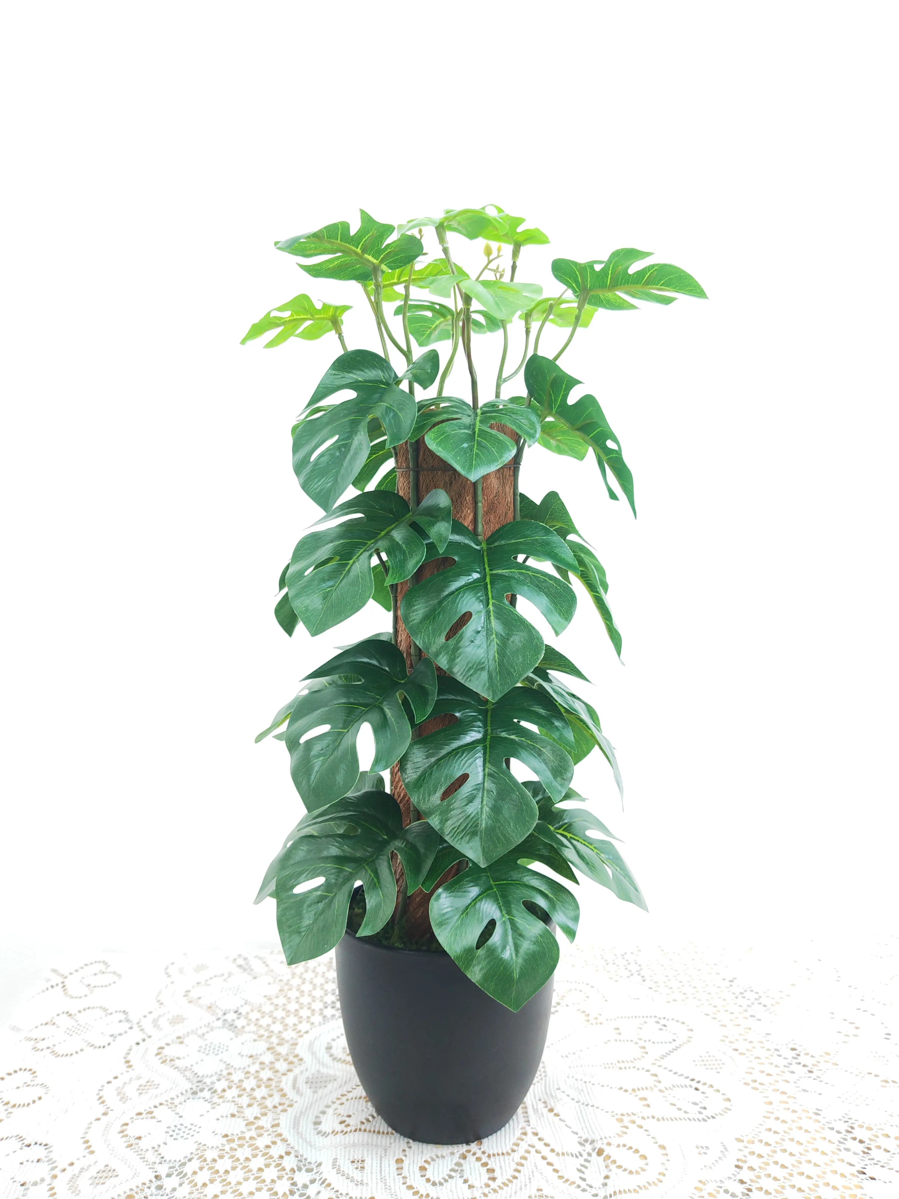 塔形龟背叶
浅绿