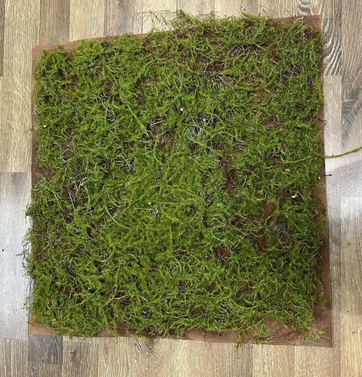 EA0140枯竹乱石青苔块