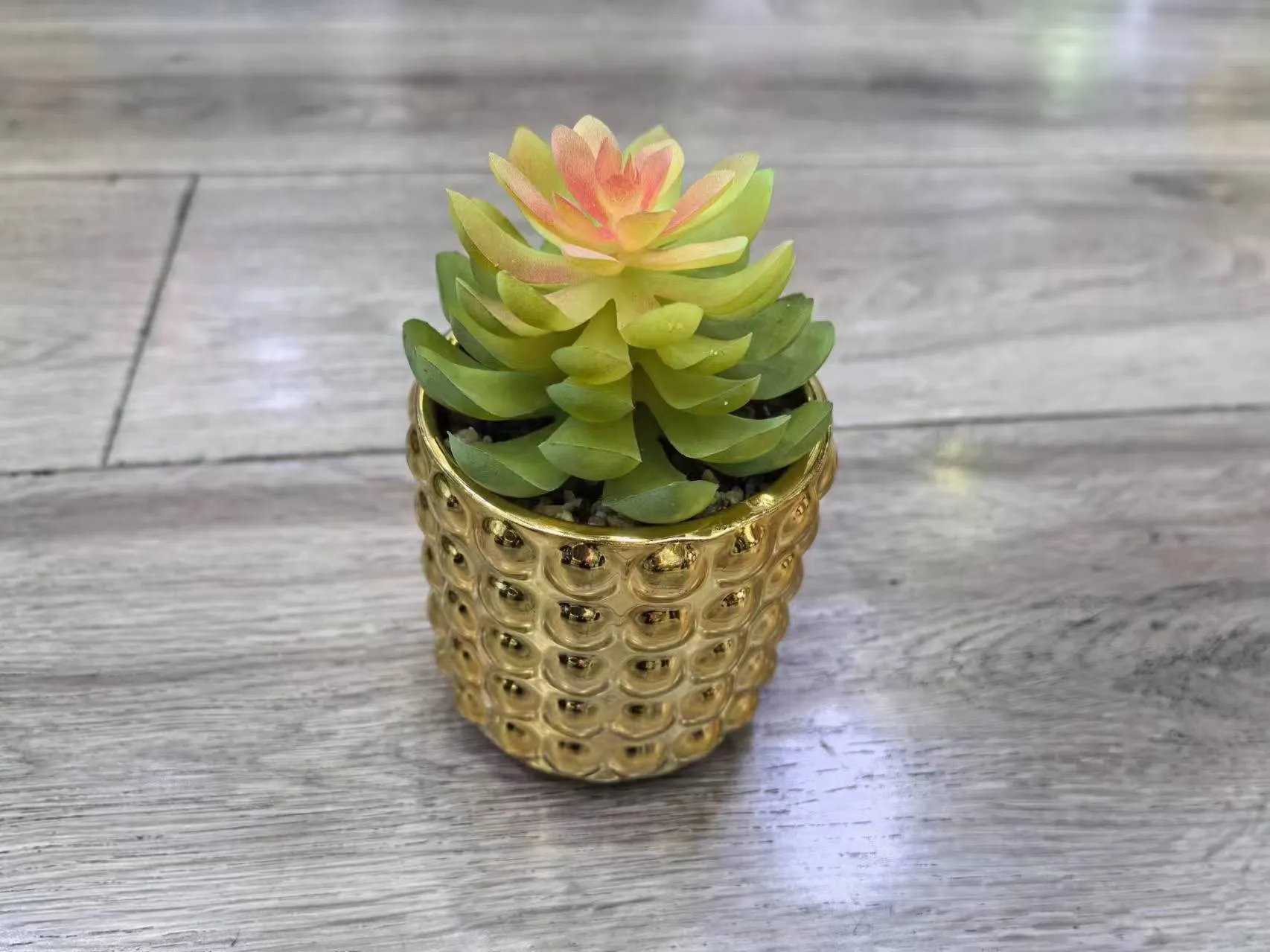 多肉 金色菠萝盆.
竖条盆混