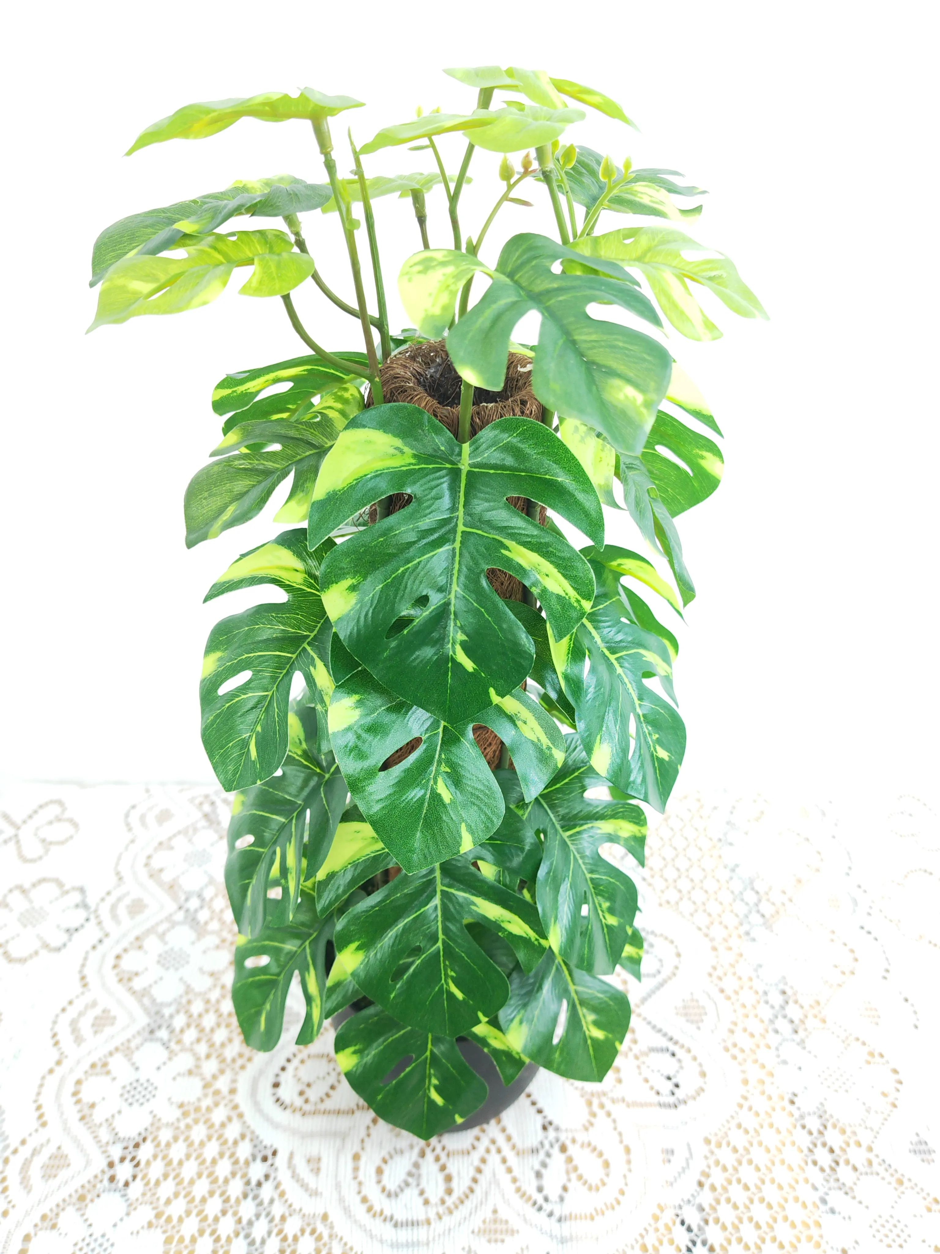 塔形芋头叶
绿色