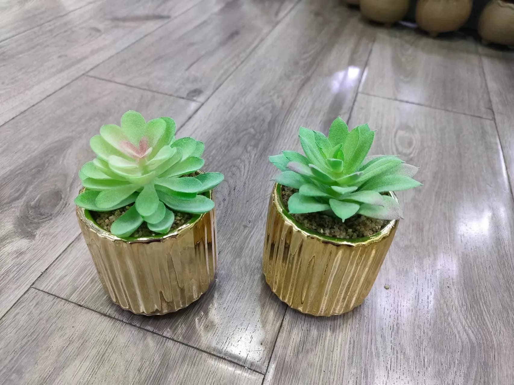 多肉 金色菠萝盆