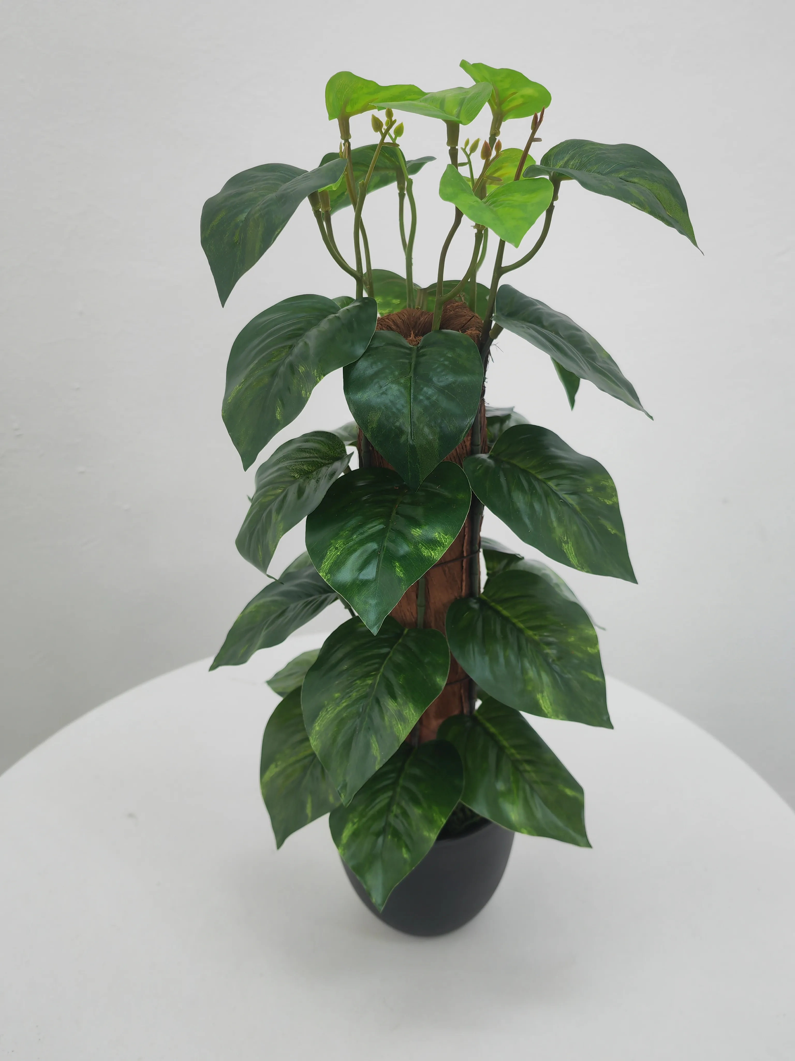 塔形万年青
浅绿