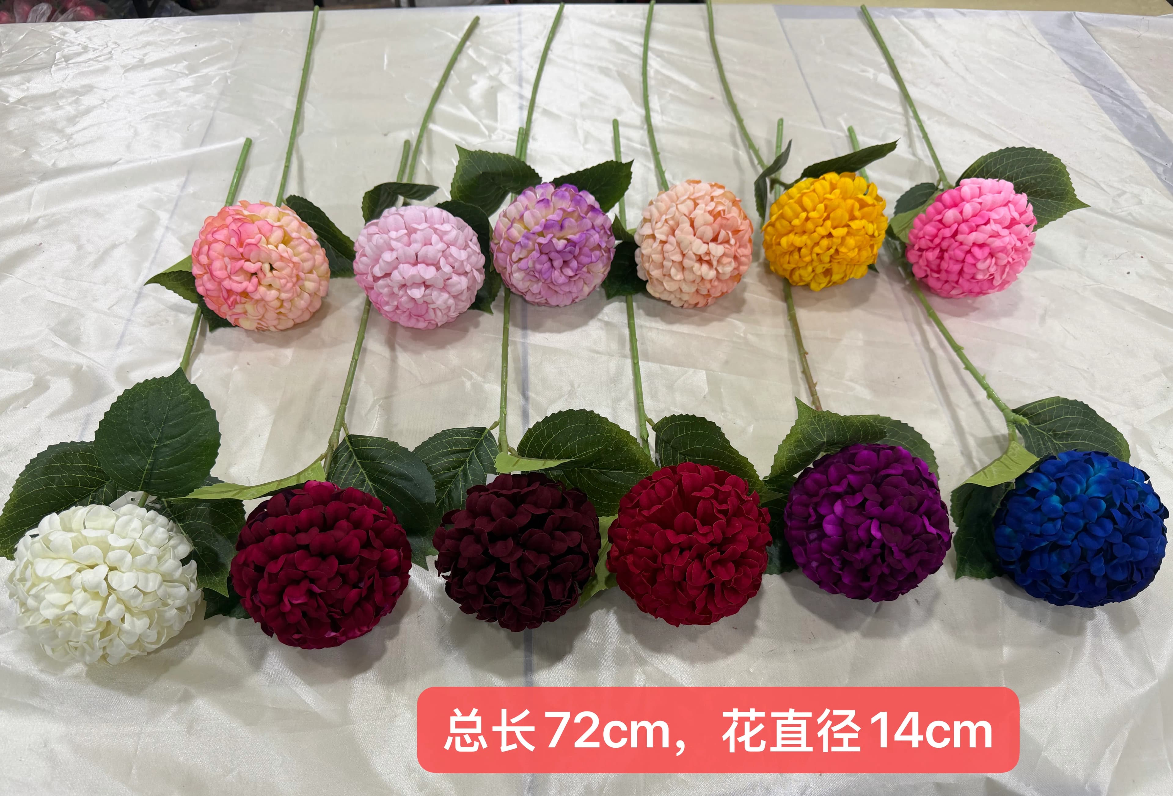 3头珊瑚菊