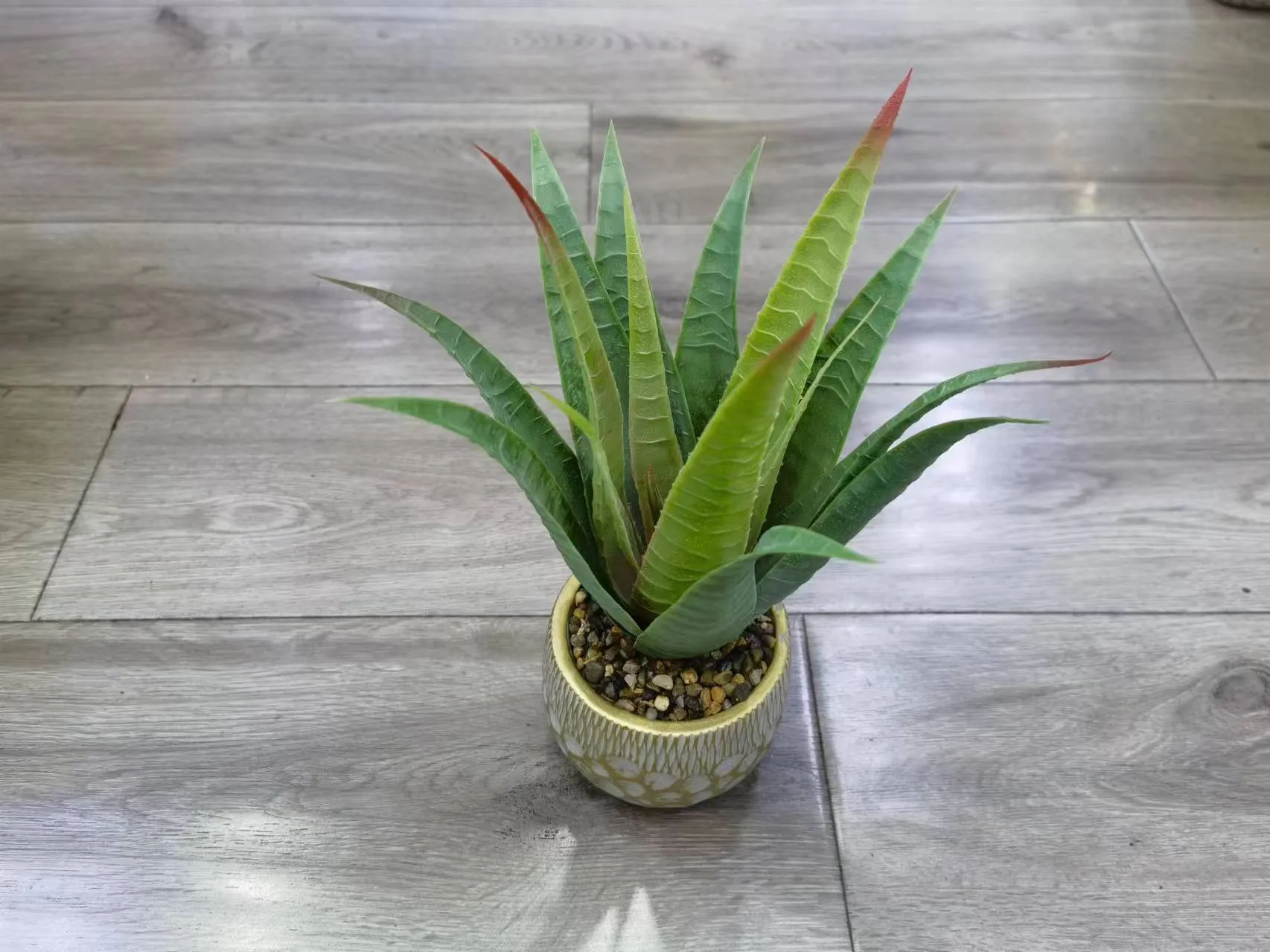 新龙舌兰
23008-2盆