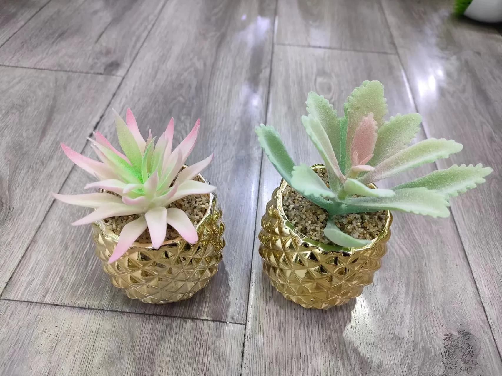 多肉 金色菠萝盆