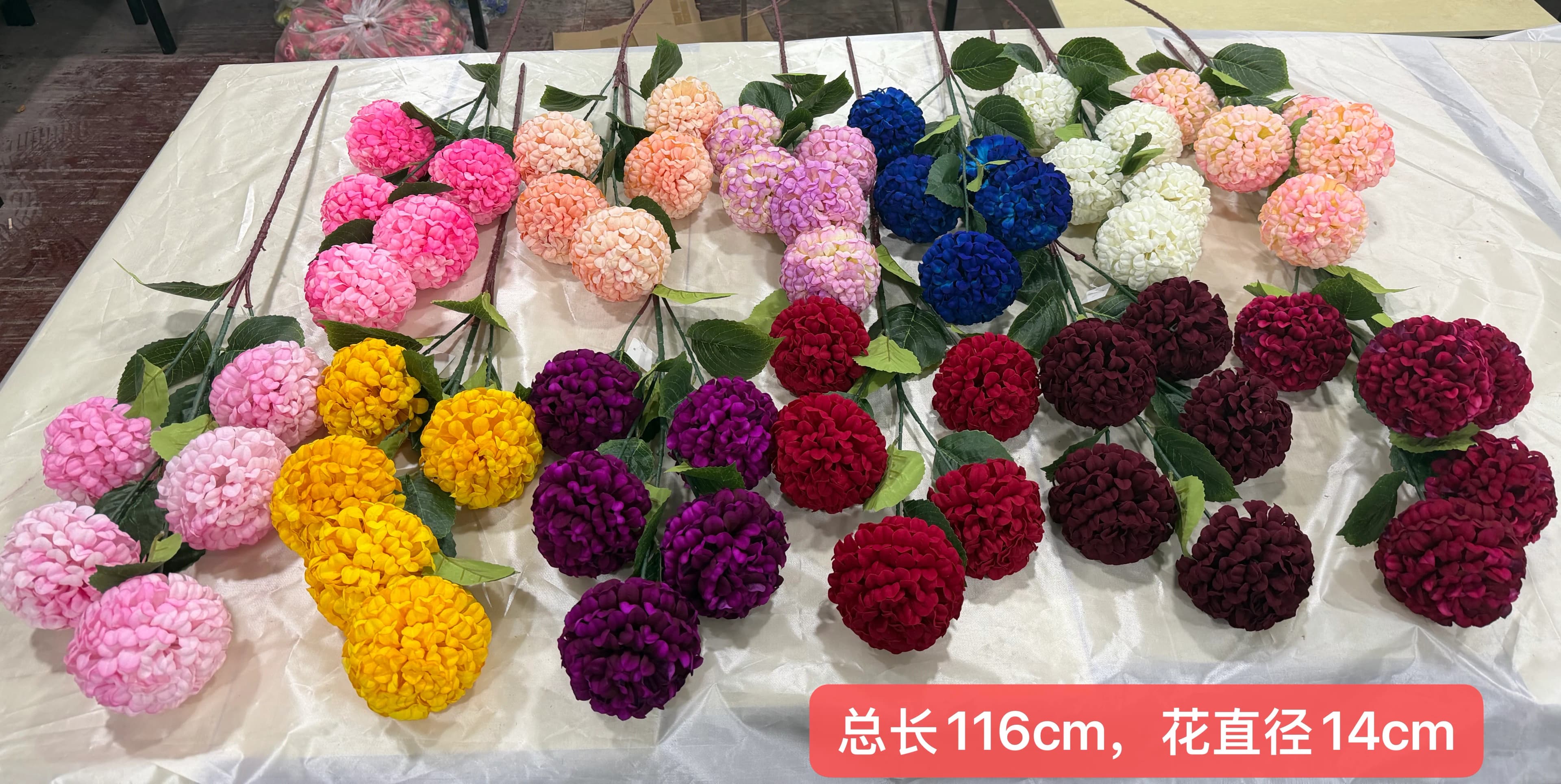 5头把束珊瑚菊