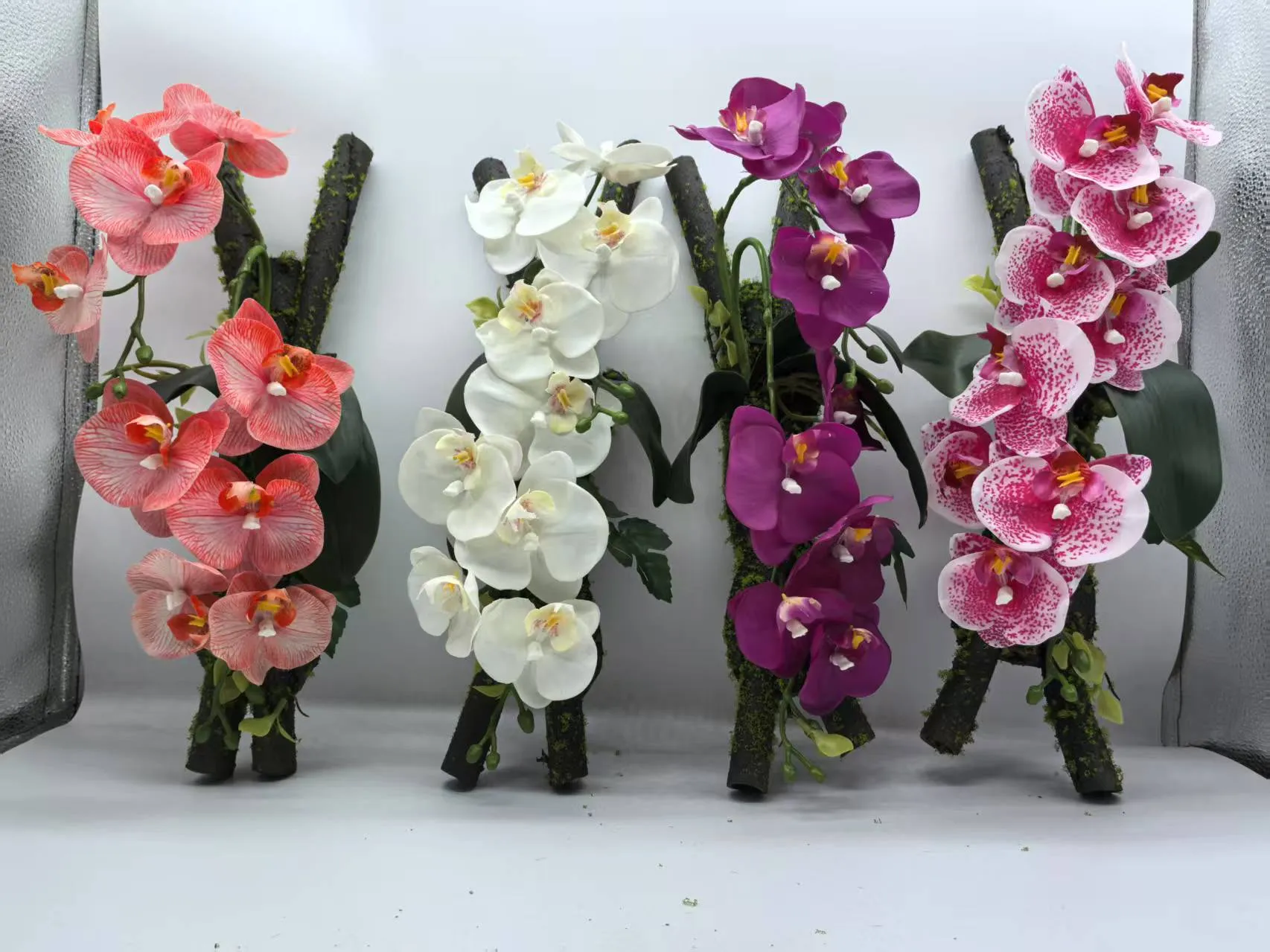 圆圈露水蝴蝶兰